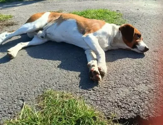 Zadbany i przyjazny piesek czeka na właściciela w Żbikach
