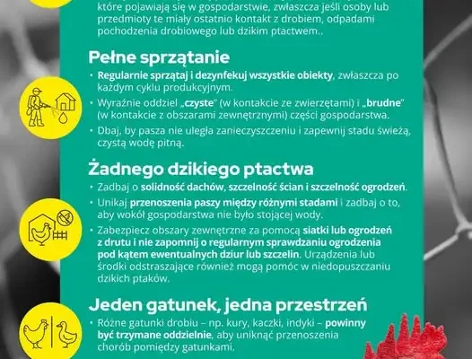 Hodowcy drobiu ostrzegani przed grypą ptaków – kluczowe zasady bioasekuracji