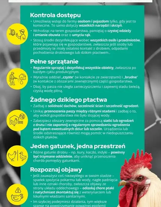 Hodowcy drobiu ostrzegani przed grypą ptaków – kluczowe zasady bioasekuracji