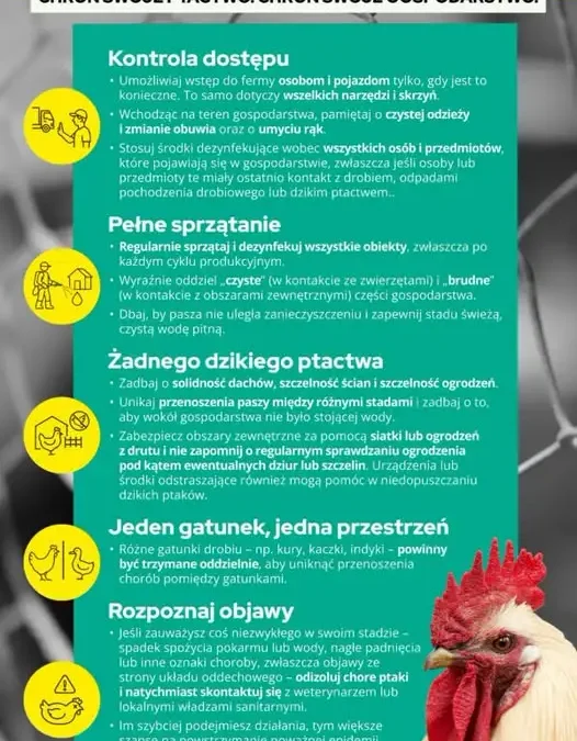 Ptasia grypa: jak zabezpieczyć gospodarstwo i rozpoznać zagrożenie