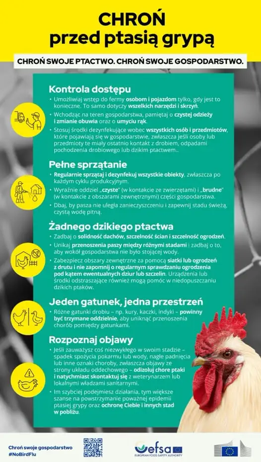Ptasia grypa: jak zabezpieczyć gospodarstwo i rozpoznać zagrożenie